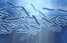 Legionella bacteria seen through a microscope